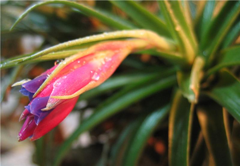 tillandsia%20aeranthos.jpg