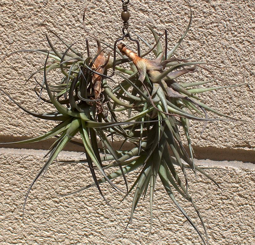 tillandsia%20bergeri.JPG