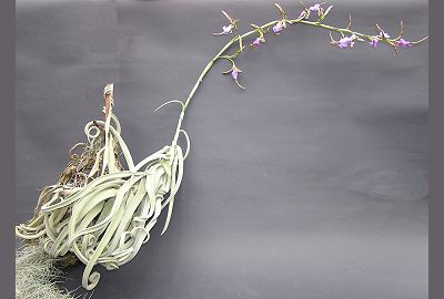 Tillandsia%20duratii.jpg