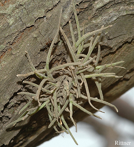 Tillandsia%20recurvata.jpg