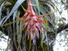 Tillandsia%20violacea.-.-.06.jpg