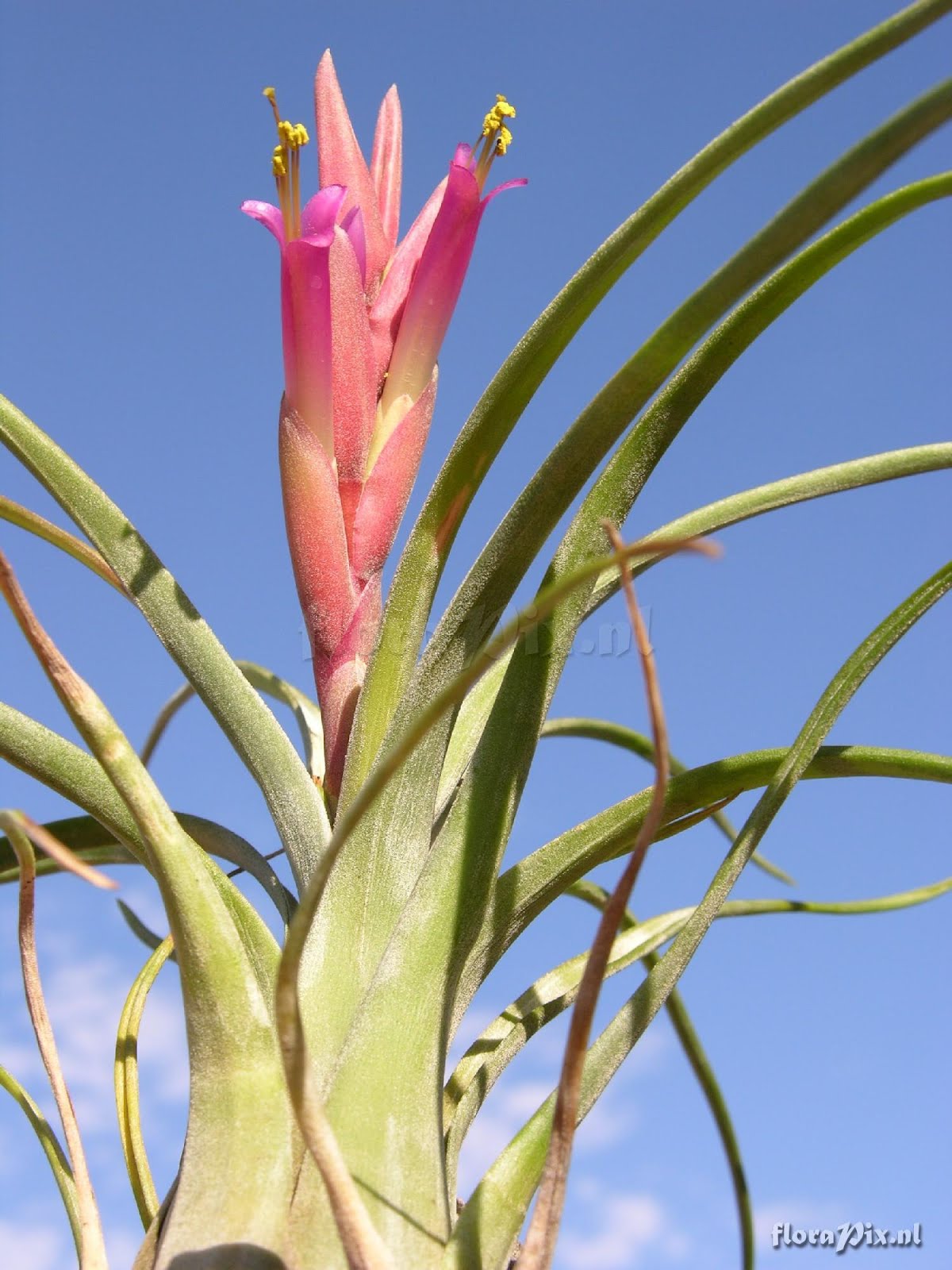 TILLANDSIA%2BPARAENSIS.jpg
