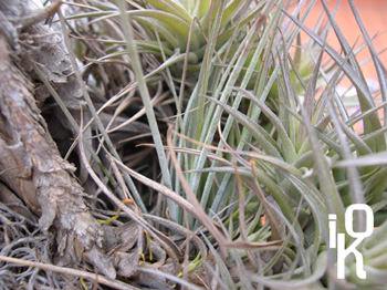 tillandsia-arrels%26juncea.jpg