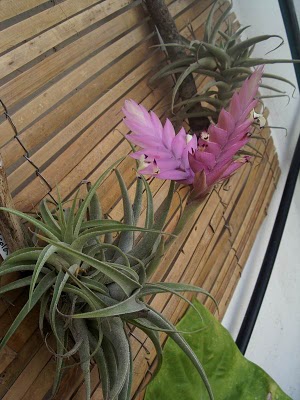 tillandsia+cacticola.JPG