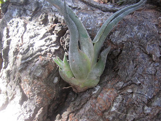 Tillandsia+Caput+Medusae+8+septiembre+2011.jpg