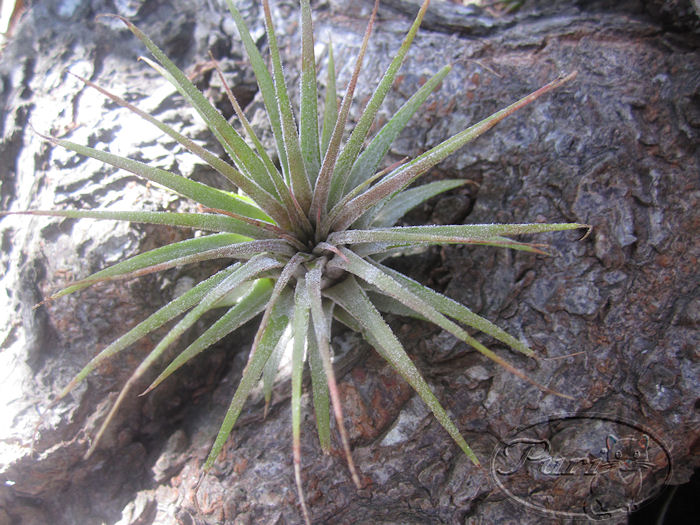 Tillandsia+Iorantha+Iorantha+8+septiembre+2011.jpg