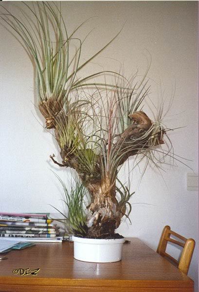 tillandsia.jpg