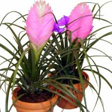 tillandsia.jpg