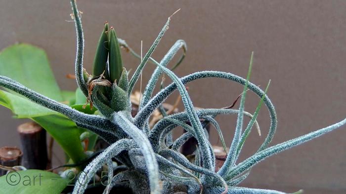 tillandsia-pruinosa-cc3a1psulas.jpg