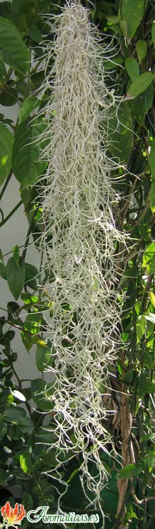 tillandsia-usneoides.jpg