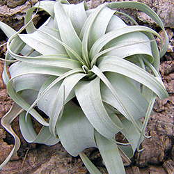 tillandsia+xerographica.jpg