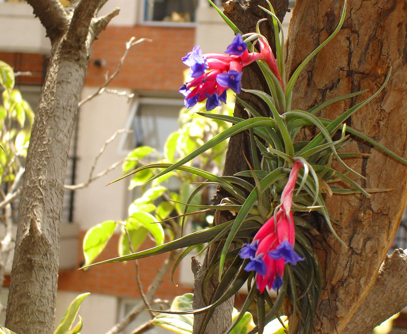 tillandsia1.jpg