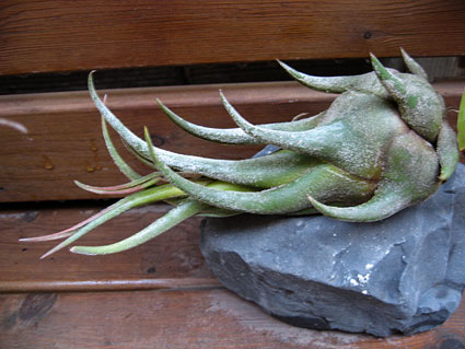 tillandsia2.jpg