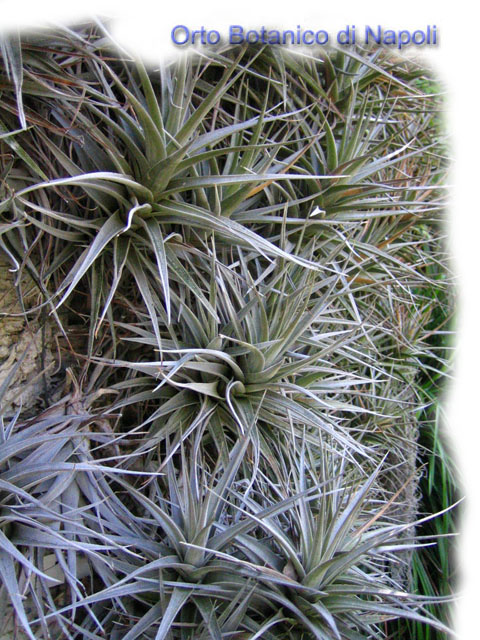Tillandsia_aeranthos.jpg