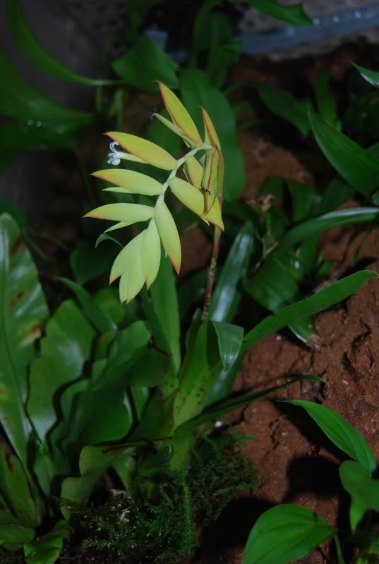 Tillandsia_dyeriana_1.jpg
