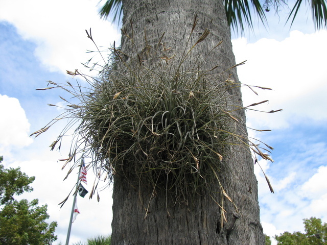 Tillandsia_recurvata,I_LJM5419.jpg