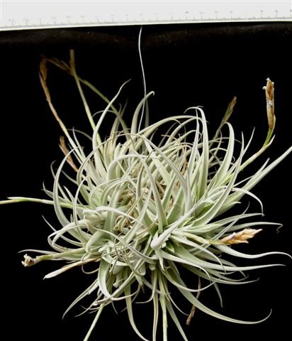 tillandsia_spec_6.jpg