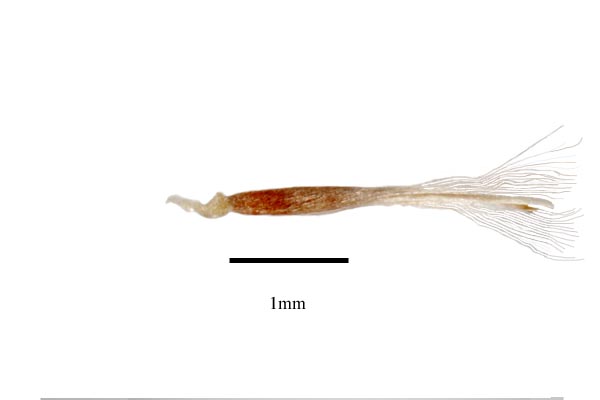 Tillandsia_usneoides_seeds.jpg