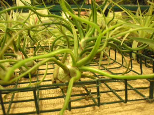 tillandsiabulbosa.jpg