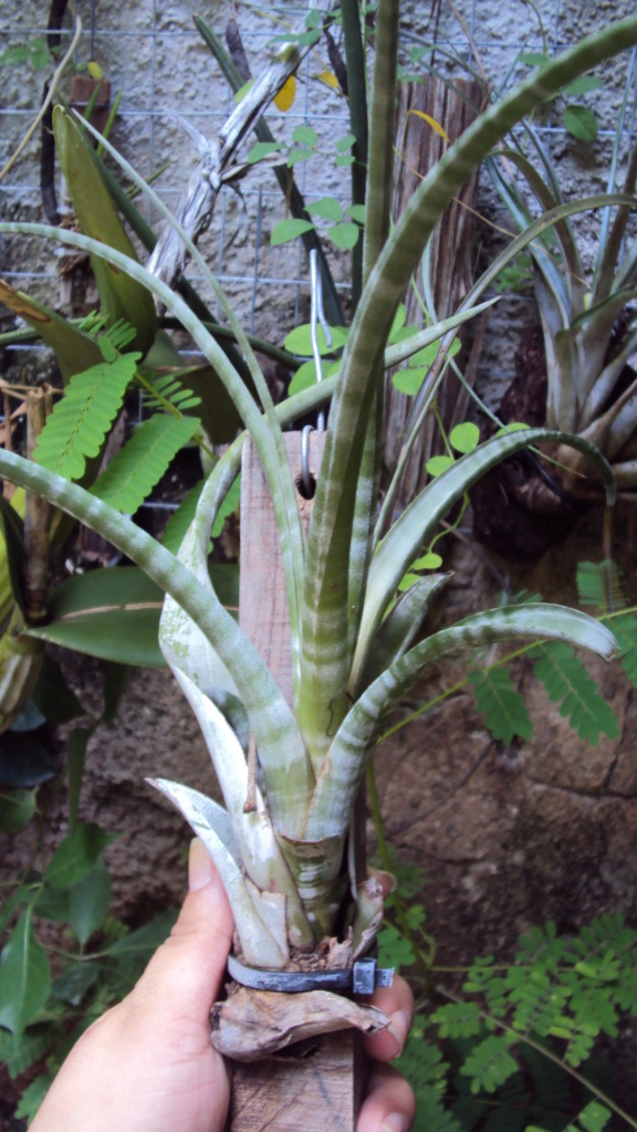 Tillandsiaflexuosa.jpg