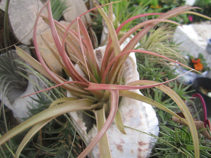 tillandsias+compradas+9+sept+2011+%25281%2529.jpg