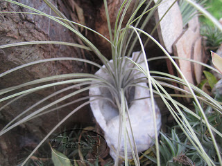 tillandsias+compradas+9+sept+2011+%25282%2529.jpg