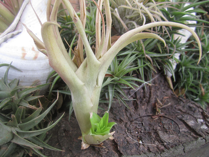 tillandsias+compradas+9+sept+2011+%25283%2529.jpg