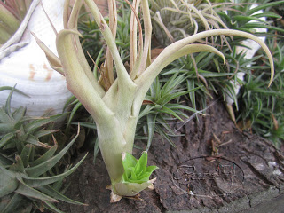 tillandsias+compradas+9+sept+2011+%25283%2529.jpg