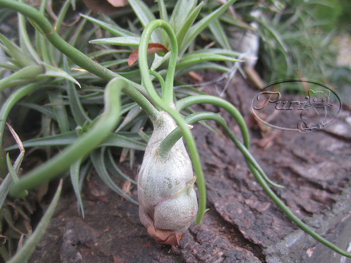tillandsias+compradas+9+sept+2011+%25285%2529.jpg