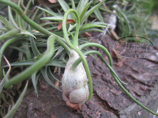 tillandsias+compradas+9+sept+2011+%25285%2529.jpg