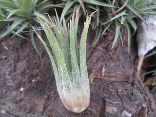 tillandsias+compradas+9+sept+2011.jpg
