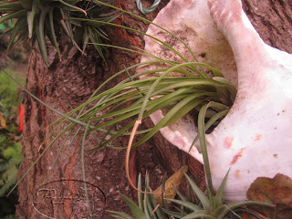 tillansia+compre+9+sept+2011+%25281%2529.jpg