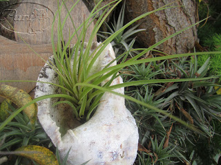 tillansia+compre+9+sept+2011.jpg