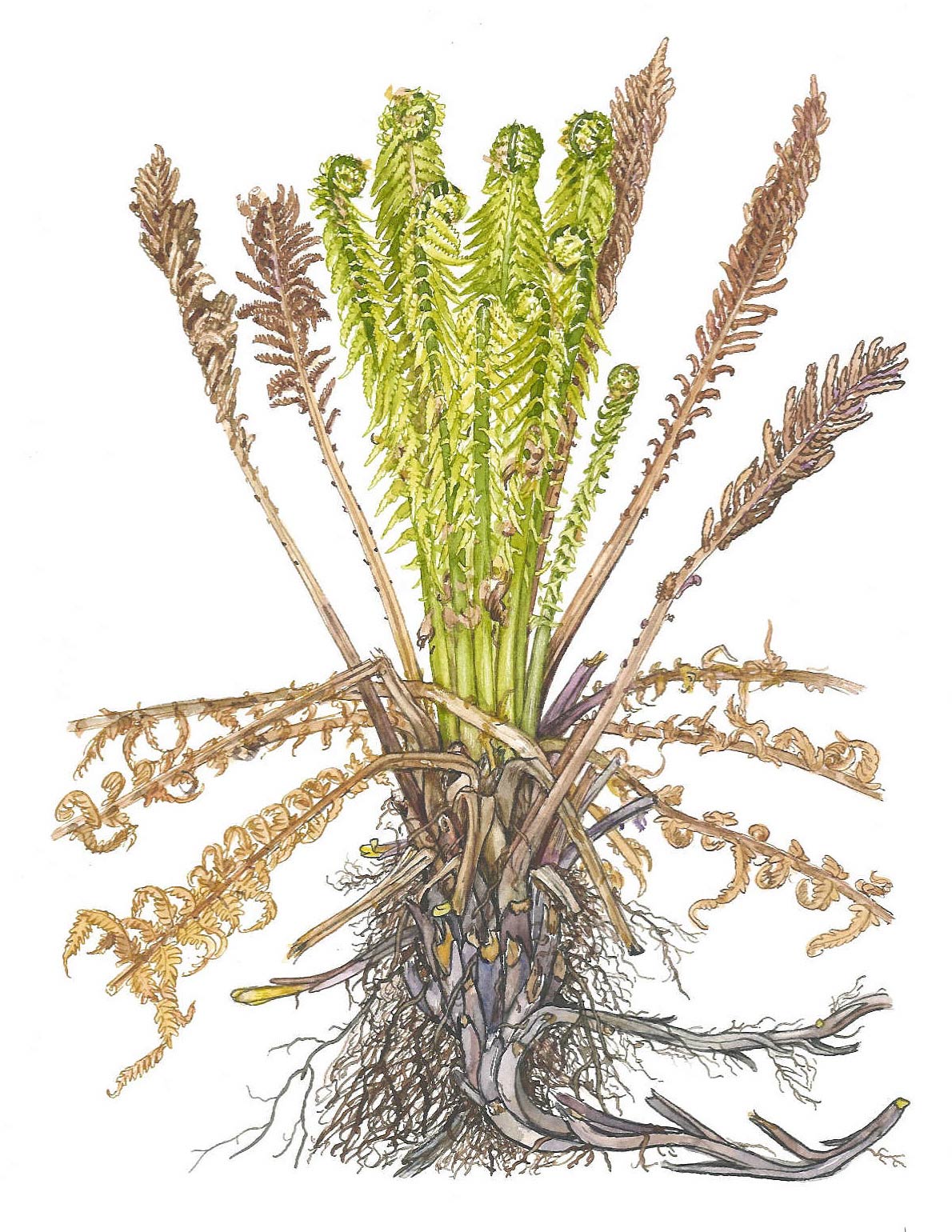 tind%5Cmatteuccia-struthiopteris-emerg.jpg