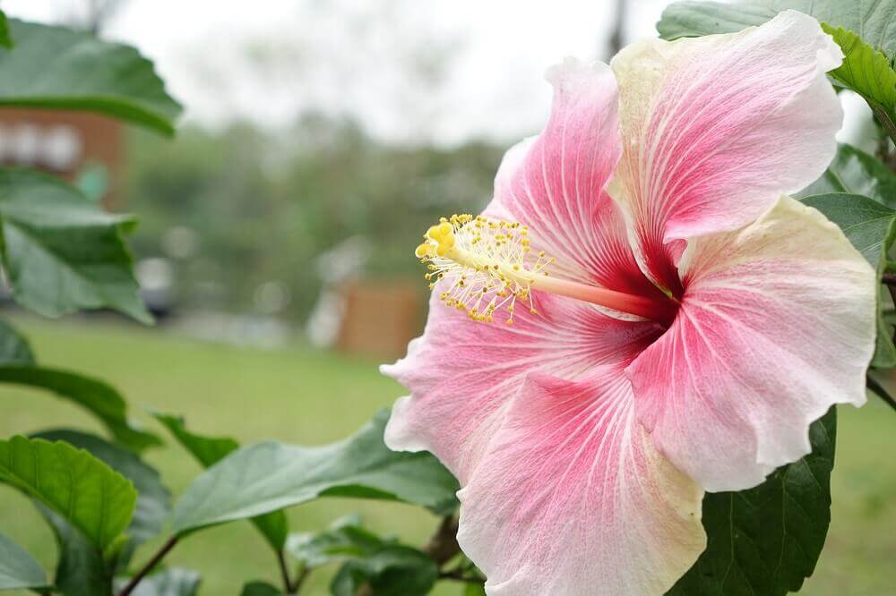 tipos-de-flores-hibisco.jpg