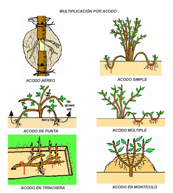 tipos-de-multiplicacion-por-acodo-01-e1397061698988.jpg