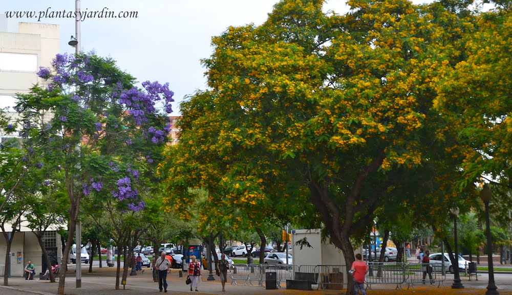 Tipuana-tipu-y-Jacaranda-mimosifolia-florecidos-en-primavera-copia.jpg