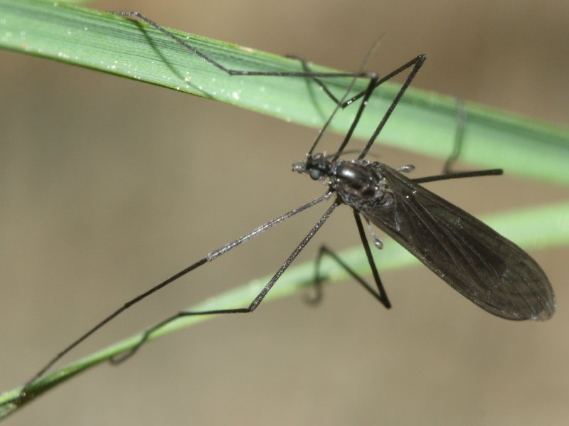 tipula.jpg