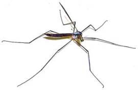 tipula.jpg