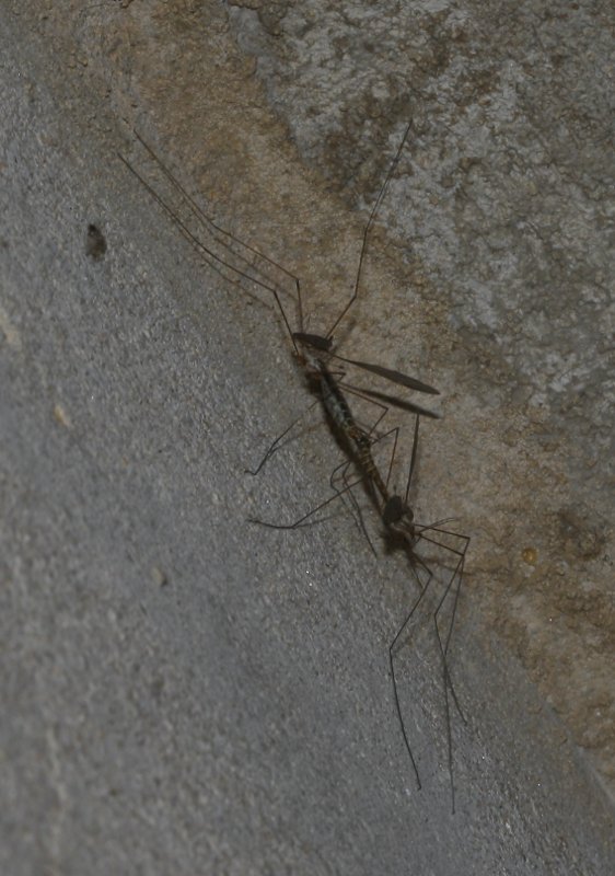 tipula_6513.jpg