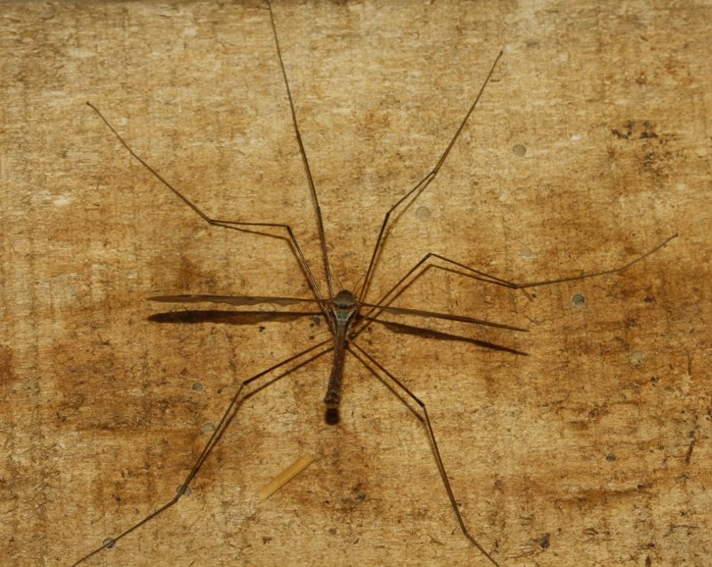 tipula_6595.jpg