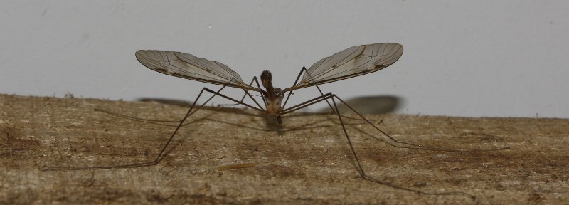 tipula_6596.jpg