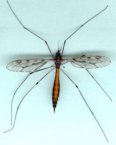 tipula_infuscata.jpg
