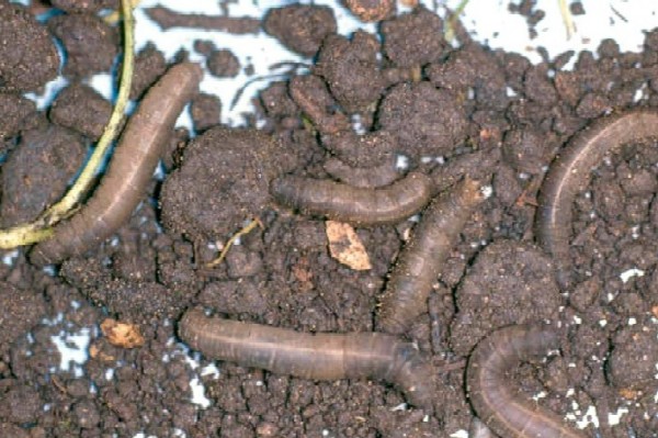 tipula_larva_01.jpg