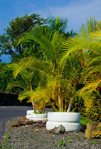 Tire%252520Pots-6849.jpg