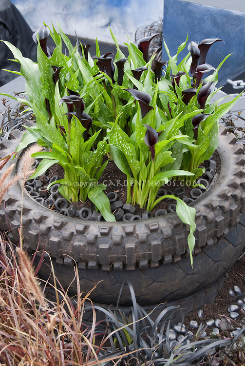 Tire-Planter-Calla-Lily-JWW1778.jpg