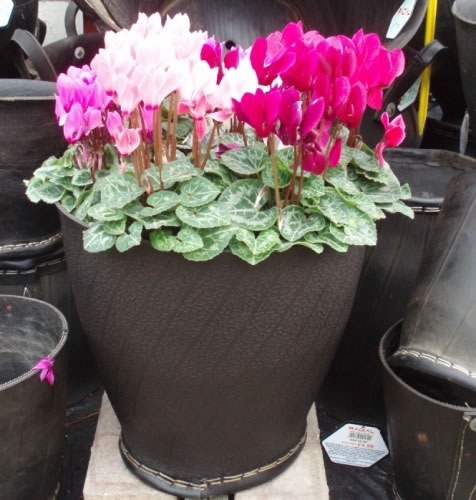 Tire-turned-flower-pot.jpg