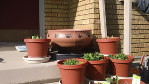 tireplanters.jpg