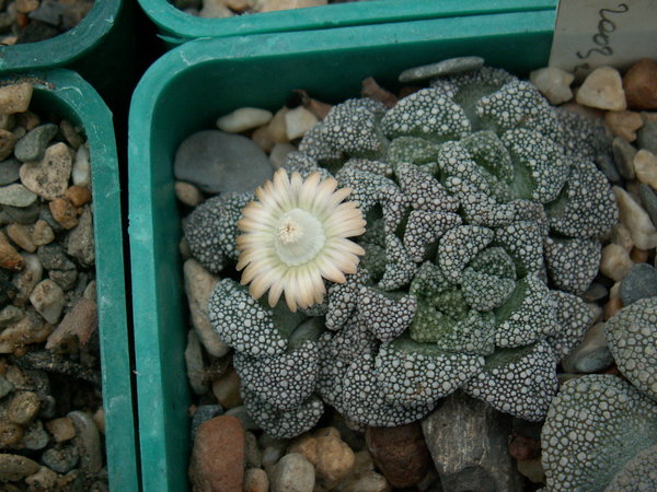 Titanopsis%20calcarea%201.jpg