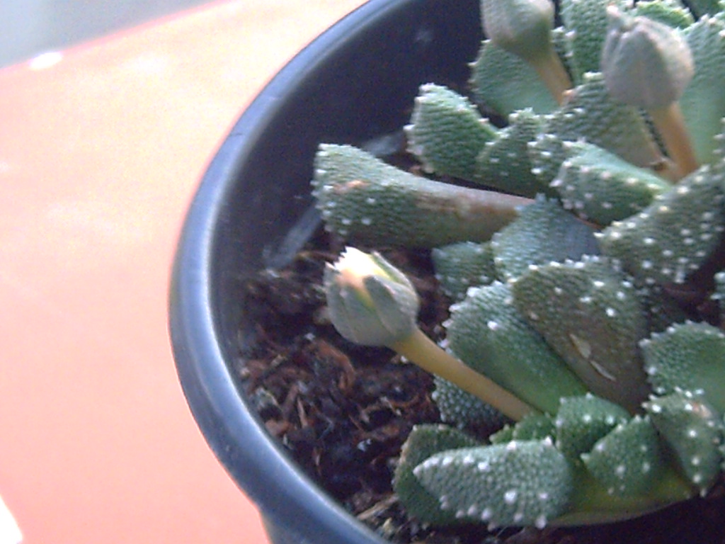titanopsis%20luckhoffii%20%281%29.JPG